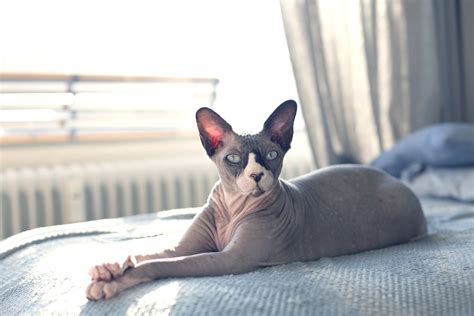 oily hairless cat|How to Care for Hairless Cats: Vet